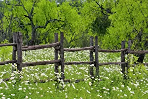 Agricultural Prints: Flowering prickly poppy, Llano County CR 310, Texas, USA