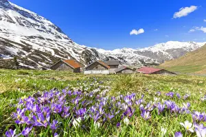 Flowering of purple Crocus nivea near a small village at Julier Pass, Parc Ela, Region
