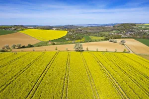 Saarburg Prints: Flowering rap fields near Saarburg, Hunsruck, Rhineland-Palatinate, Germany