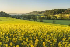 Oilseed Rape Prints: Flowering rape field in the Werra valley near Ifta, Wartburgkreis