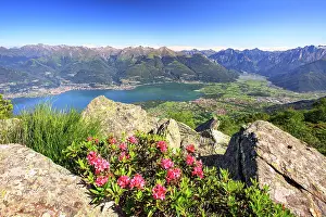 Lake District Prints: Flowering rhododendrons with Lake Como and Lower Valtellina on background, Lombardy, Italy