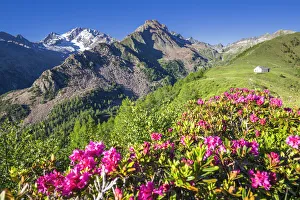 Flowering of rhododendrons with Mount Disgrazia and mountain church in the background Flowering of rhododendrons with Mount Disgrazia and mountain church in the background