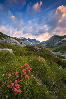 Flims Prints: Flowering of Rhododendrons at sunrise. Unterer Segnesboden, Flims, District of Imboden