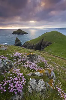 Flowering Sea Pink wildflowers on the North Cornish coast, The Rumps, Cornwall, England