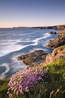Flowering Sea Thrift (Armeria maritima) on the Cornish clifftops near Porthcothan Flowering Sea Thrift (Armeria maritima) on the Cornish clifftops near Porthcothan