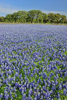 Country Prints: Flowering Texas bluebonnets near Lake Travis