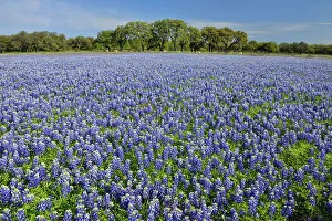 Pastures Prints: Flowering Texas bluebonnets near Lake Travis