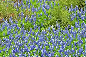 Savannah Prints: Flowering Texas bluebonnets with yucca in arid rocky habitat
