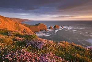 Flowering thrift on the clifftops above Hartland Quay, North Devon, England. Spring (May) Flowering thrift on the clifftops above Hartland Quay, North Devon, England. Spring (May)