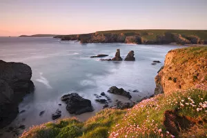 Images Dated 25th February 2015: Flowering thrift on the clifftops above Porthcothan Bay, looking towards Trevose Head