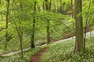 Flowering Wild Garlic (Ramsons) in a Cotswold woodland, Gloucesterhsire, England. Spring (May) 2024