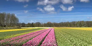 Flowers in fields, Lisse, Netherlands