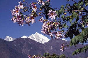 Pla Nts Prints: Flowers at Lukla