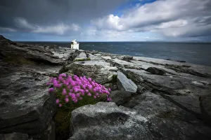Doolin Prints: Flowers moved by the wind at Black head, Burren, Burren National Park, Clare, Ireland