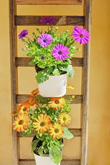 Hanging Prints: Flowers pots, Ragusa Ibla, Ragusa province, Sicily, Italy