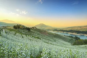 South Tirol Prints: flowers in spring season at sunset in Non valley Europe, Italy, Trentino, Non valley