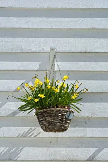 Flowers in a traditional fishermans house of Sandviken, Bergen. Norway Flowers in a traditional fishermans house of Sandviken, Bergen. Norway