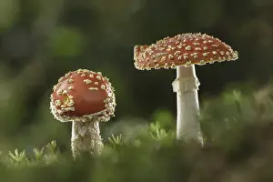 Fly Agaric (Amanita muscaria), New Forest National Park, Hampshire, England, UK