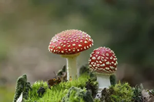 Fly agaric, Amanita muscaria. Poisonous fungus, Palatinate Forest, Rhineland-Palatinate