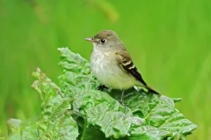 Winnipeg Prints: Least Flycatcher (Empidonax minimus) on rhubarb Winnipeg, Manitoba, Canada