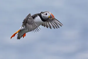 Animalia Prints: flying Puffin, Isle of Lunga, Treshnish Isles, Scotland, Europe