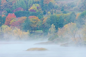 New Brunswick Prints: Fog in autumn along the St, John River Mactaquac, New Brunswick, Canada