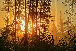 Sunrise Sunset Prints: Fog in boreal forest at sunrise, La tulipe, Quebec, Canada