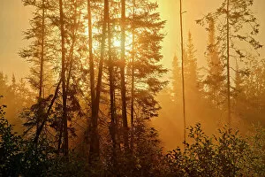 Images Dated 28th March 2023: Fog in boreal forest at sunrise Latulipe, Quebec, Canada