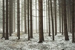 Non Valley Prints: fog among the trees in a winter day, Non Valley, Trentino Alto Adige, Italy