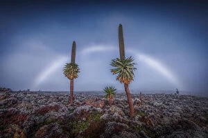 Images Dated 1st June 2023: Fogbow on giant lobelias in Bale Mountains National Park, Ethiopia