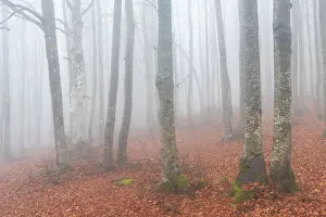 Loneliness Prints: A foggy autumn evening in the beeches forests of the Appennino Tosco Emiliano