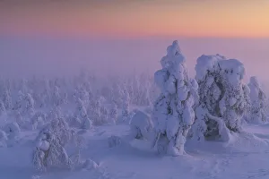 Arctic Region Prints: Foggy evening on the hills of Kuertunturi