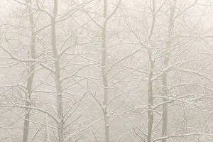 Mixed Forest Prints: A foggy morning after a fresh snowfall among Aspen Trees in Thornton, Ontario, Canada