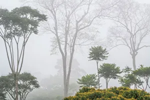 Neotropics Prints: Foggy morning in lowland Caribbean rainforest, Boca Tapada, Costa Rica