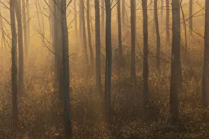 Images Dated 1st June 2023: A foggy morning with sunrays enter through the trees on the bank of the river Po