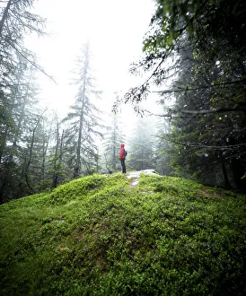 Valchiavenna Prints: Foggy morning in the woods, Gualdera, Campodolcino, Spluga Valley, Sondrio province