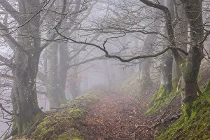 Trres Prints: Foggy path through trees in Hannicombe Wood