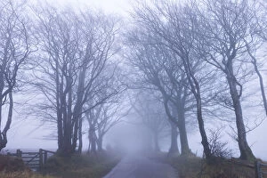 Foggy winter morning along a tree lined lane near Northmoor Common, Exmoor National Park