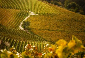 Agricultures Gallery: Foliage in Langhe, Mando, Piedmont, Italy