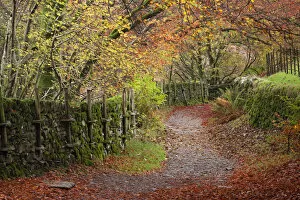 Images Dated 22nd January 2015: Footpath through autumnal woodland near Grasmere, Lake District, Cumbria, England. Autumn