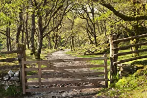 Footpath through Badgworthy Wood in Doone Country, Exmoor, Somerset, England