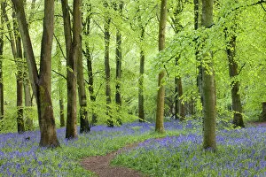 Images Dated 8th April 2022: Footpath through a beech woodland and carpet of Common Bluebells (Hyacinthoides non-scripta)
