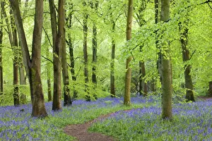 Wiltshire Prints: Footpath through a beech woodland and carpet of Common Bluebells (Hyacinthoides non-scripta)