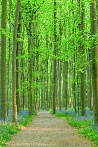 Belgium Prints: Footpath Through Bluebells in Spring, Hallerbos, Halle, Belgium