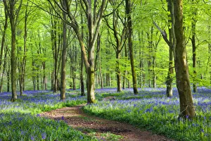 Images Dated 20th July 2017: Footpath through carpet of bluebells wildflowers in the beech woodland at West Woods
