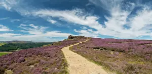 Leading Lines Prints: Footpath through Heather in Bloom, Peak District National Park, Derbyshire, England