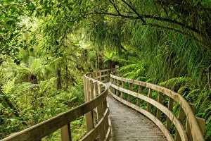 Temperate Rain Forest Prints: Footpath Through Hokitika Gorge, near Hokitika, South Island, New Zealand
