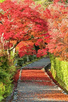 Japanese Maple Prints: Footpath & Maple Trees in Autumn, Kyoto, Japan
