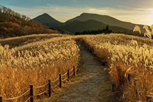 Pathways And Walls Prints: Footpath Through Pampas Grasses, Soni Highlands, East Nara Prefecture, Japan