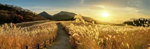 Footpath Through Pampas Grasses, Soni Highlands, East Nara Prefecture, Japan